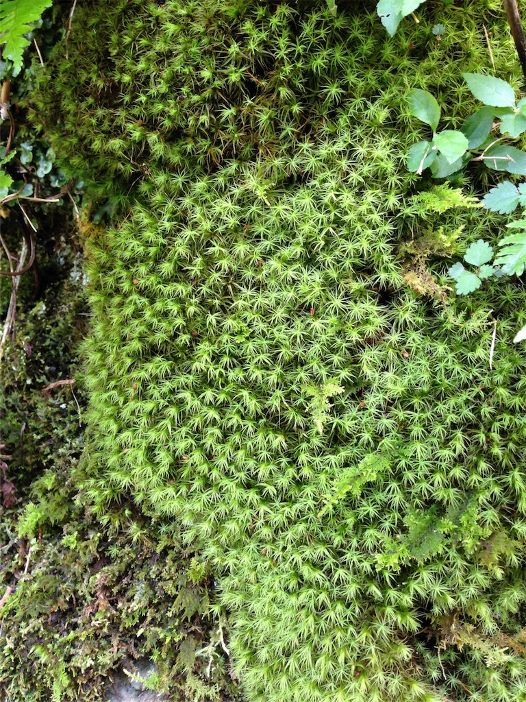 f:id:otomo408:20161019112535j:image f:id:otomo408:20161019112535j:image