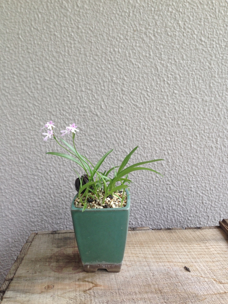 f:id:otomo408:20170517150246j:plain
