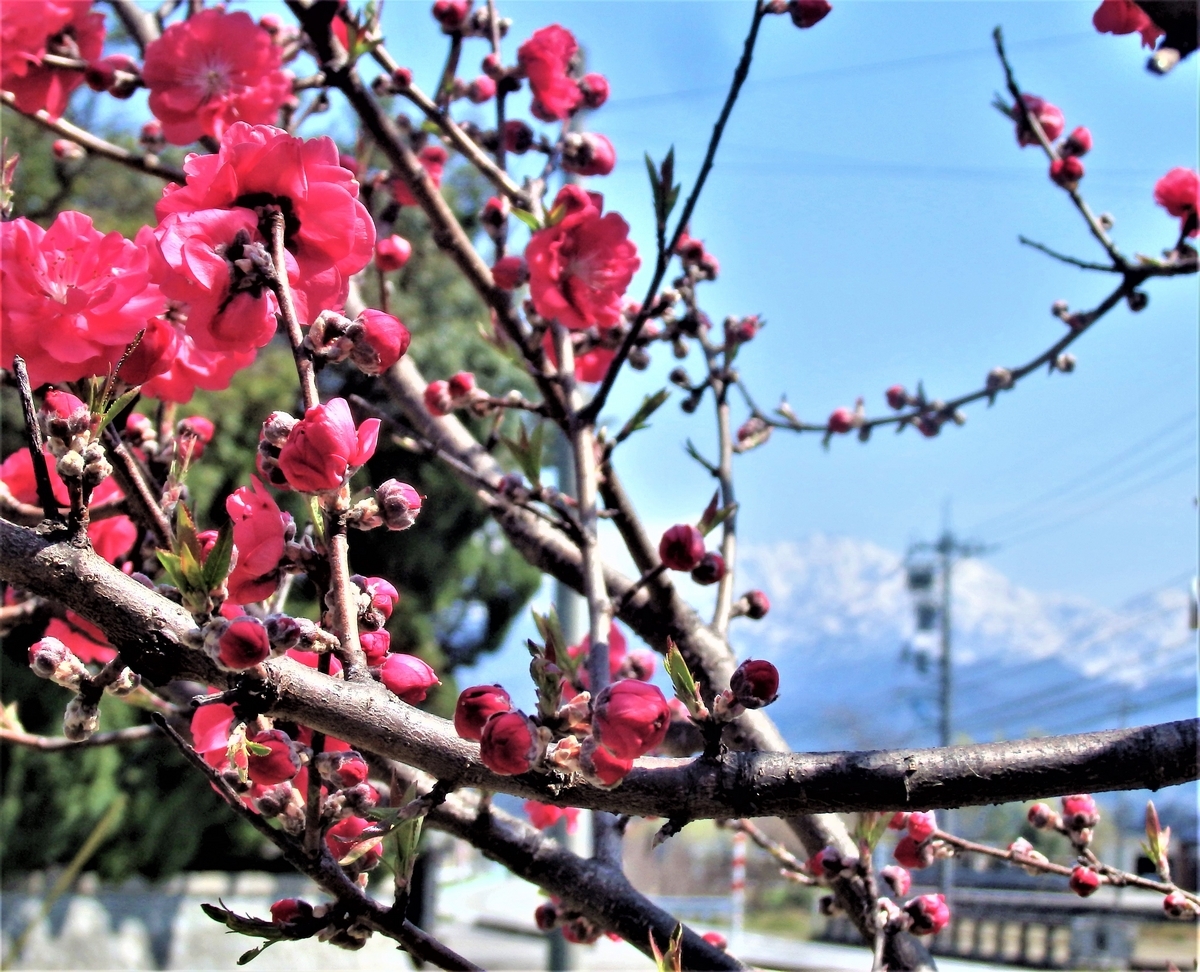  大伴古麻呂の「天平の交流誌」