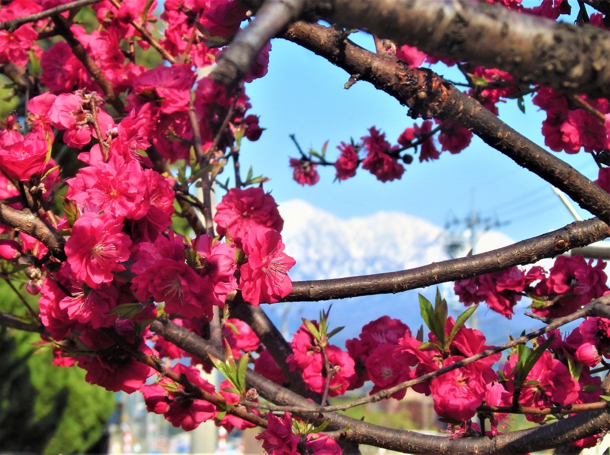  大伴古麻呂の「天平の交流誌」