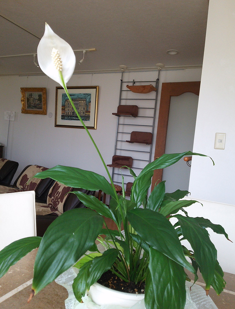 f:id:otona12:20160725014003j:plain f:id:otona12:20160725014003j:plain