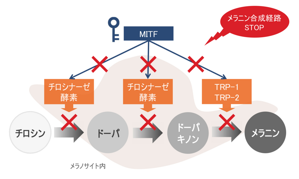 シミには2chで人気のビーグレン｜ホワイトケア トライアルセットのQuSomeはハイドロキノンと同等の美白効果 - Look 10 Years