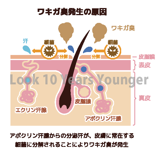 f:id:otona12:20190328012606p:plain