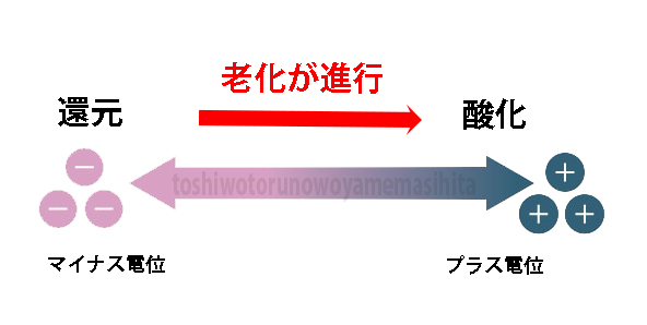 肌の老化