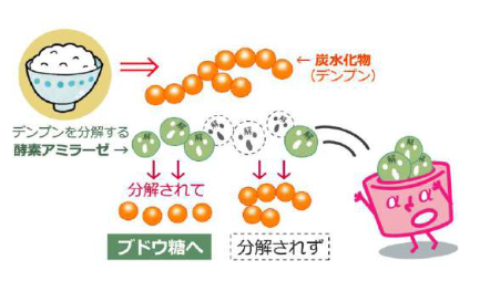 糖の分解・吸収をカット