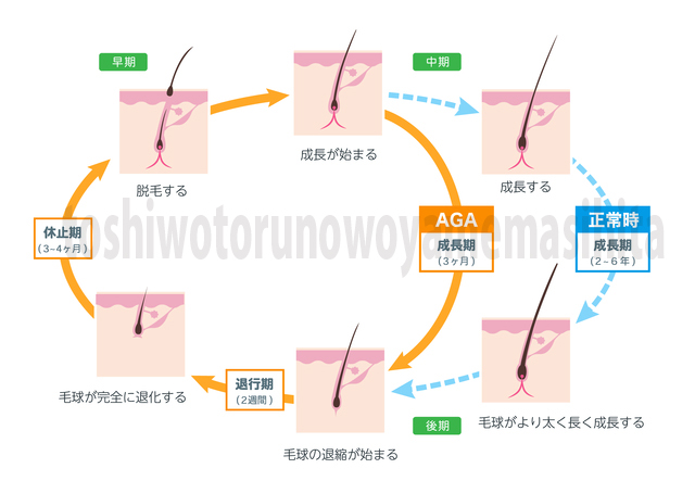 ヘアサイクル