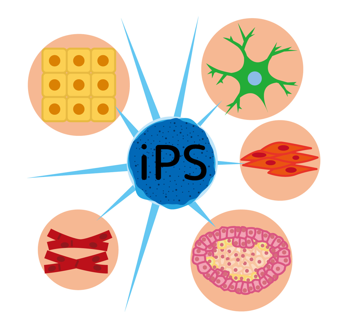 iPS細胞