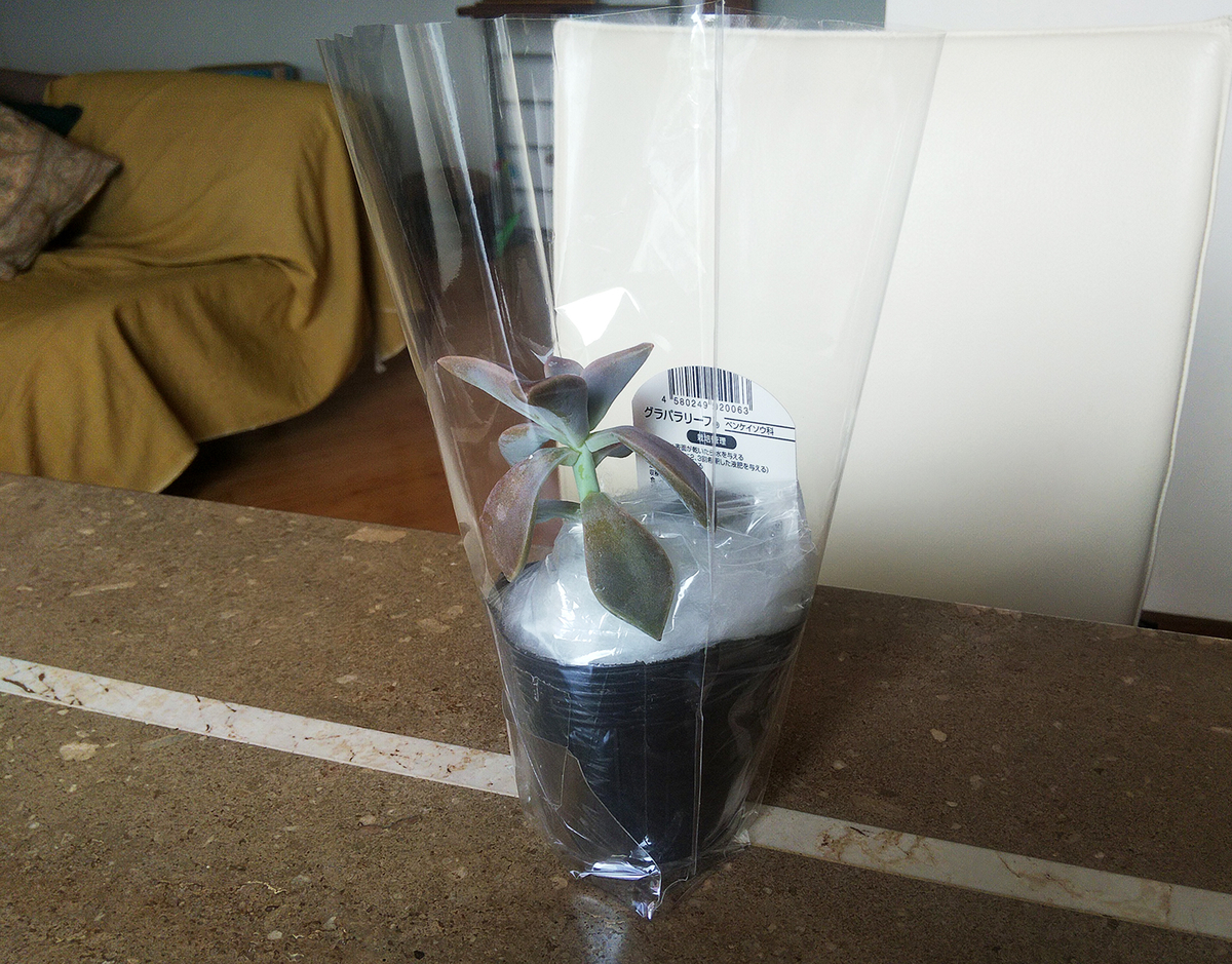 グラパラリーフ