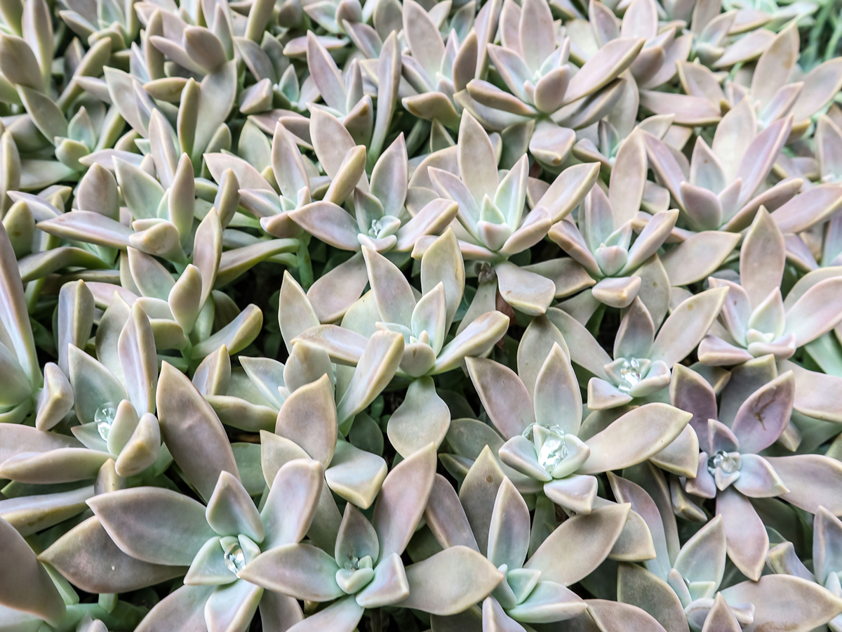 グラパラリーフ