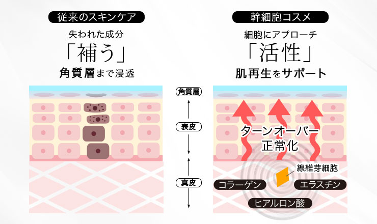 幹細胞培養液の役割