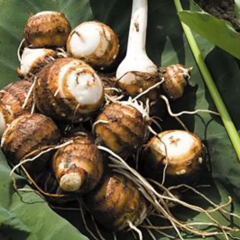 里芋の食べ比べをしました|甘くてねっとり、皮が一瞬で剥ける新潟県五泉市の純白さといもが勝ち! - 歳を隠すのをやめました