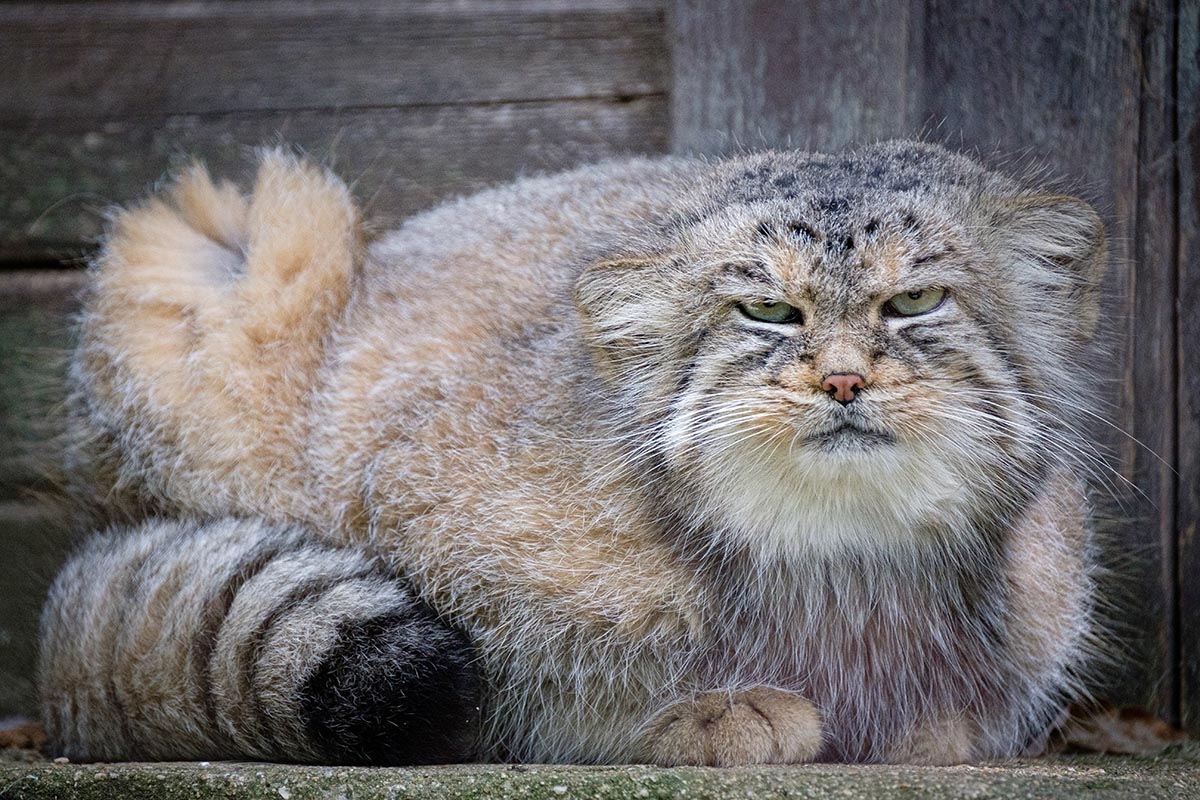 実物のマヌルネコ