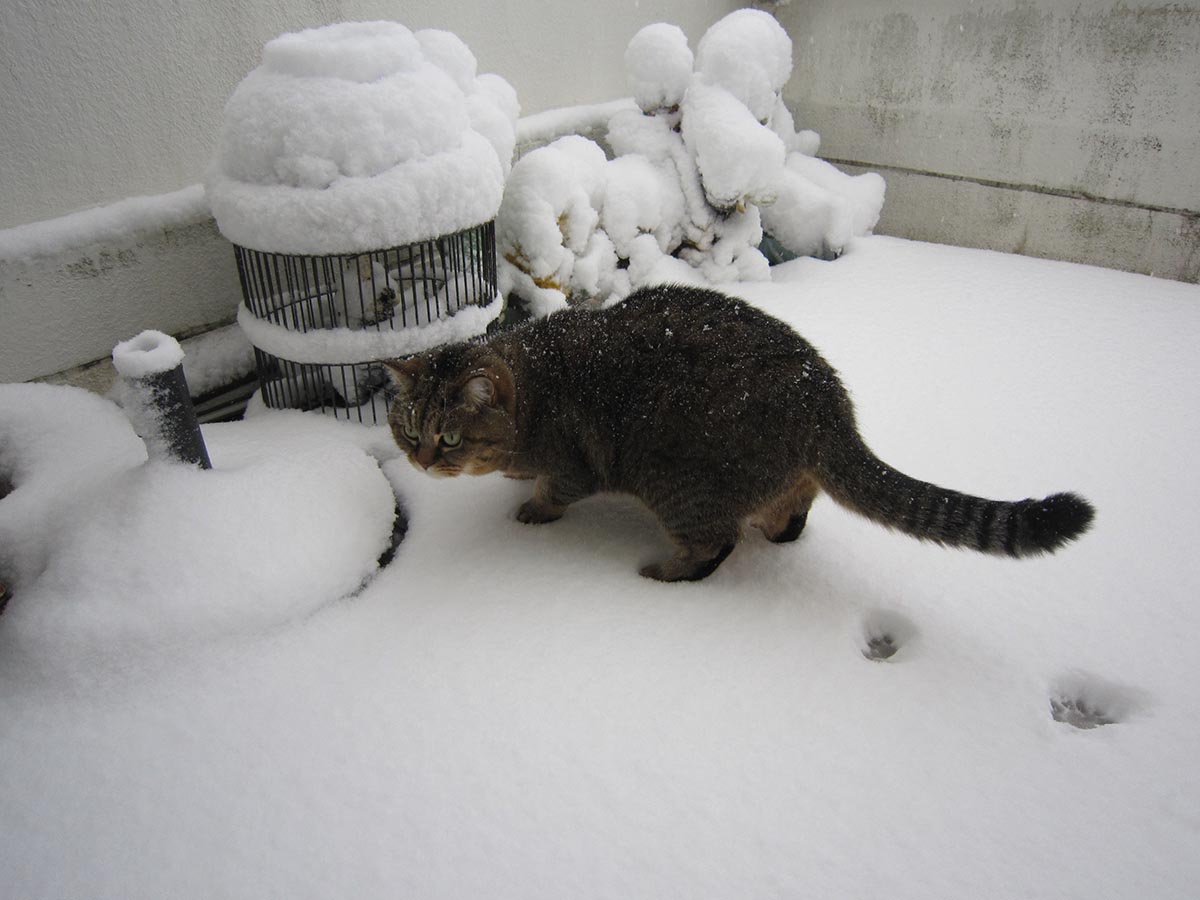 雪遊びする与六