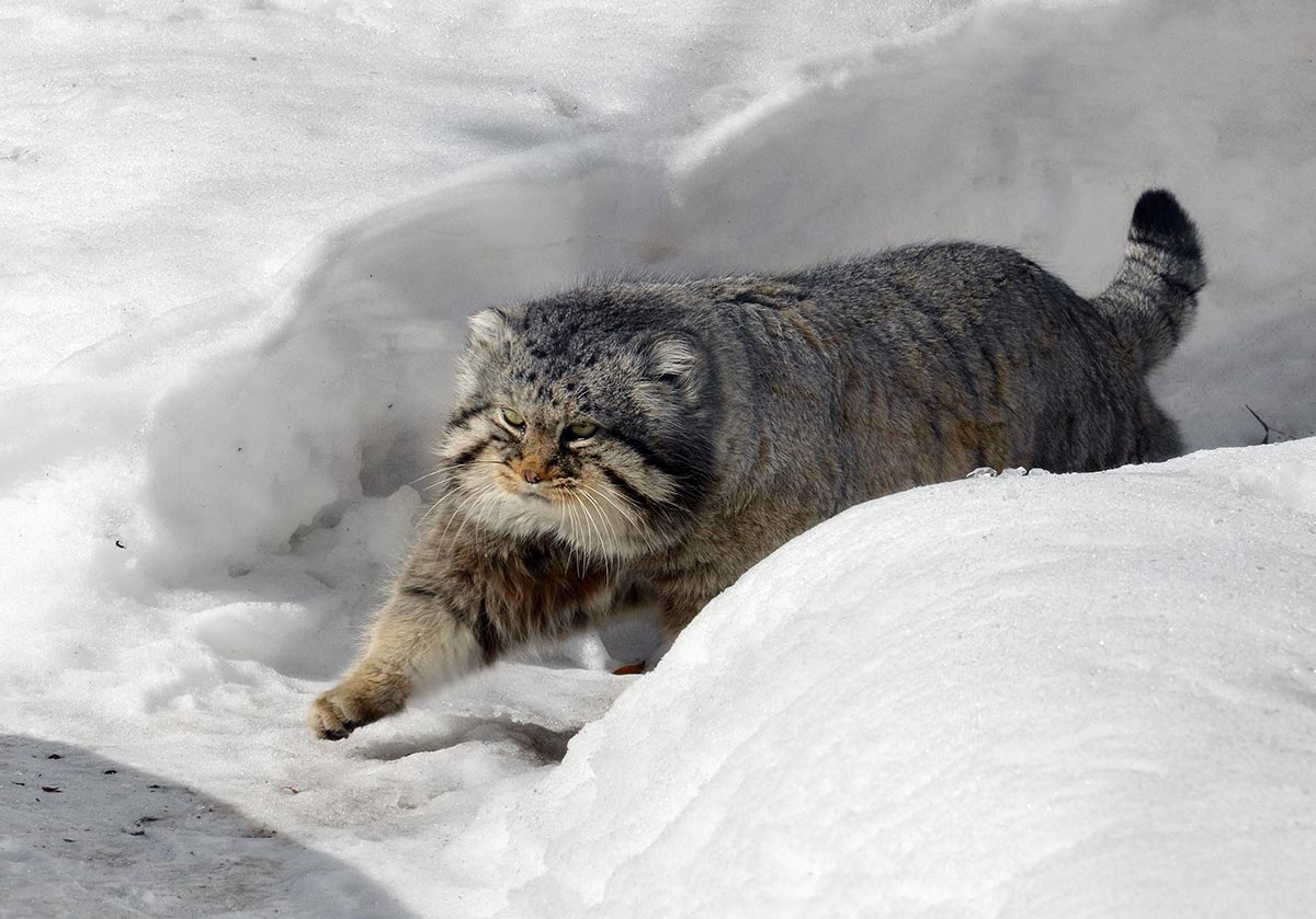 雪の中で遊ぶマヌルネコ