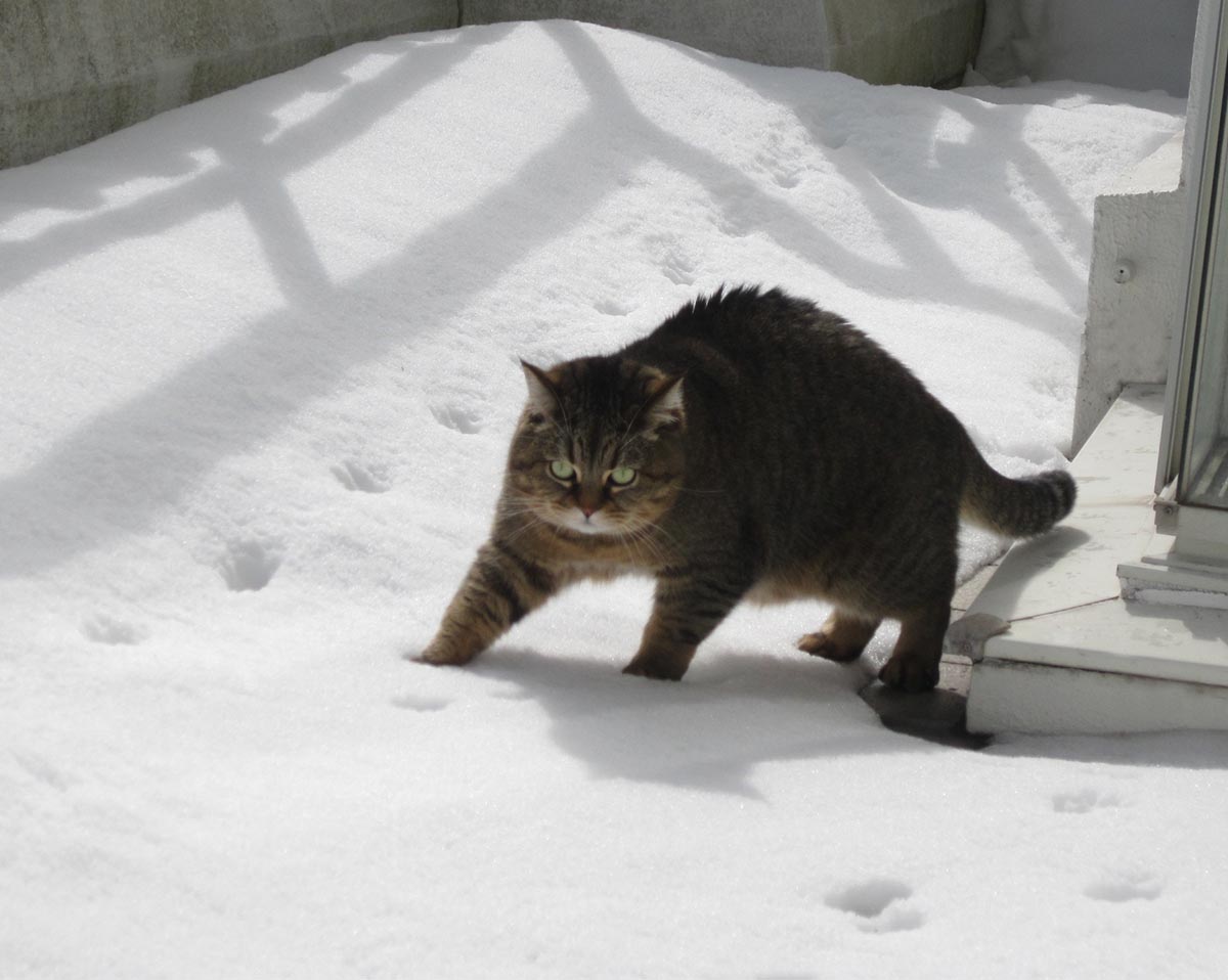 雪の中で遊ぶ与六