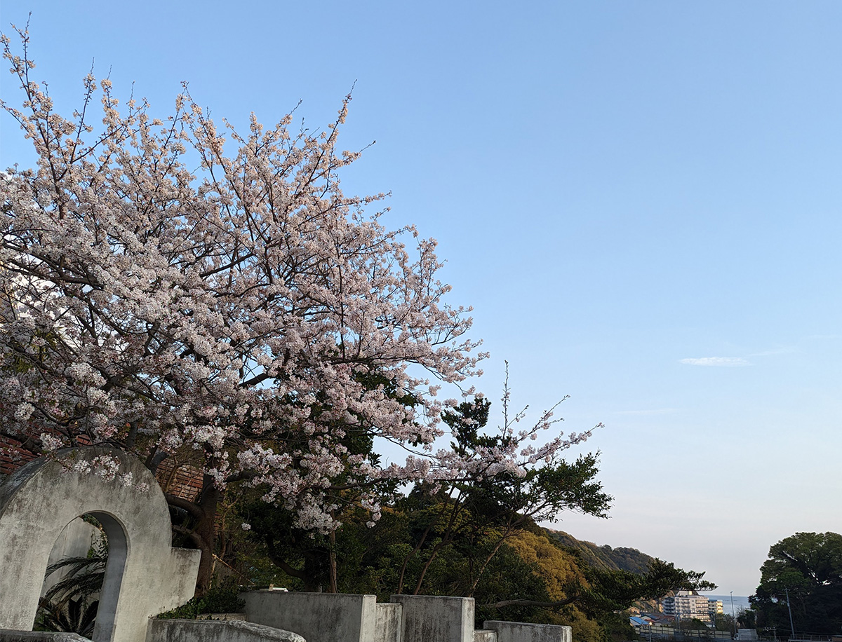 逗子の桜