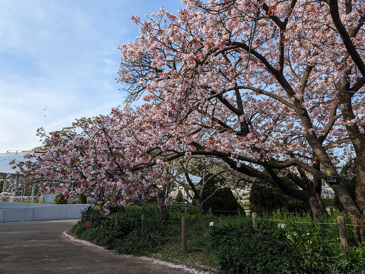 大船フラワーセンターの桜