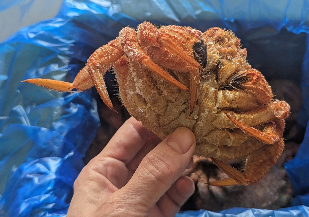 小さくても毛ガニより味噌が美味しい！？南三陸志津川湾クリガニをお