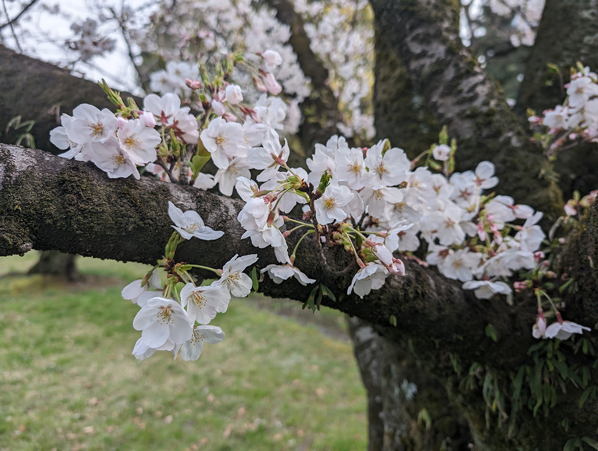 浜離宮恩賜庭園のソメイヨシノ