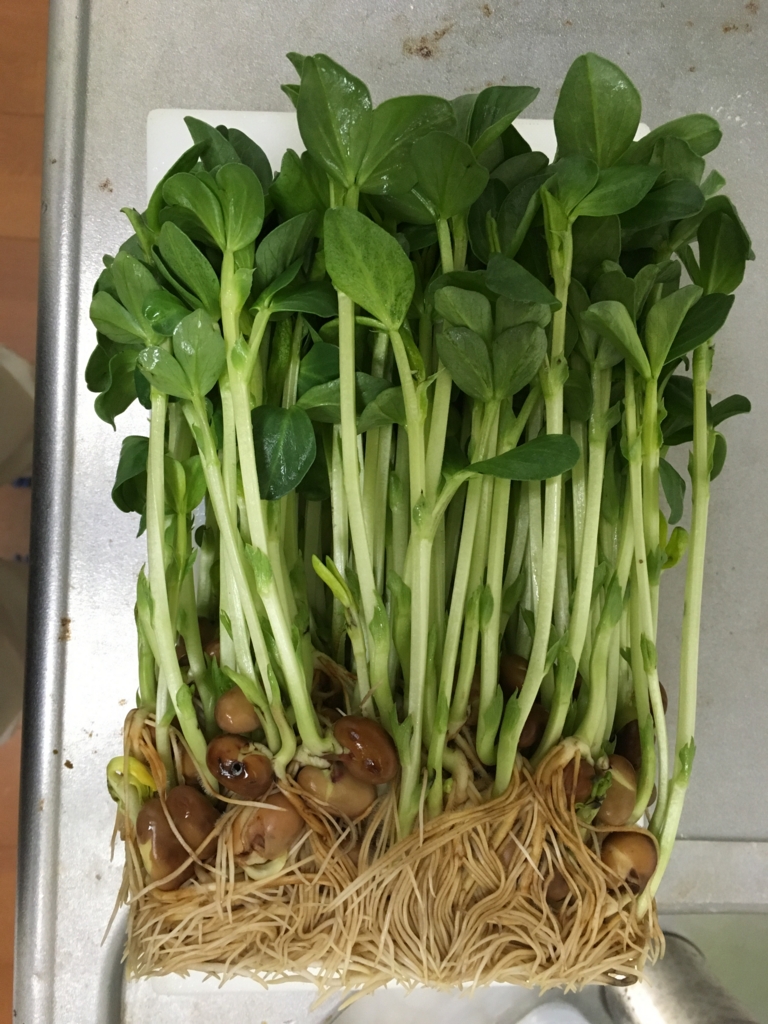 手軽に始める水耕栽培 そら豆の豆苗の再生栽培が終わるまでの40日間 ミノリガタリ 手軽に始める水耕栽培 そら豆の豆苗の再生栽培が終わるまでの40日間 ミノリガタリ