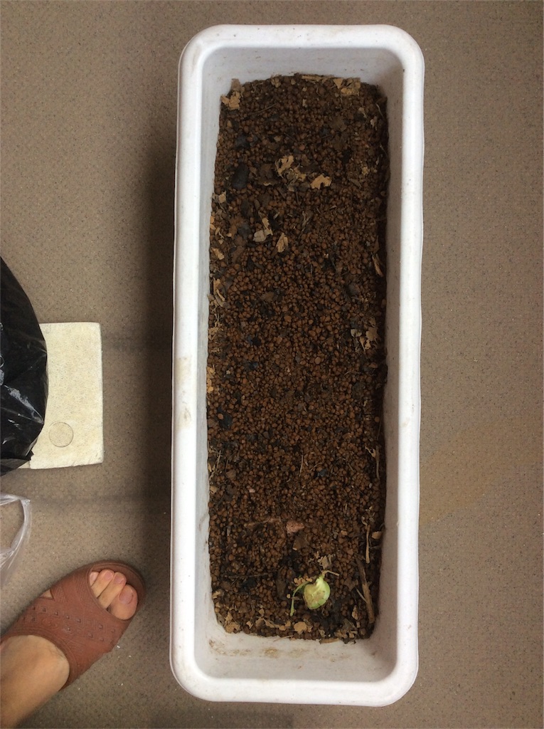 家庭菜園 マメ科植物は肥料いらず は本当か 完全無肥料で枝豆を育てた結果 ミノリガタリ 家庭菜園 マメ科植物は肥料いらず は本当か 完全無肥料で枝豆を育てた結果 ミノリガタリ