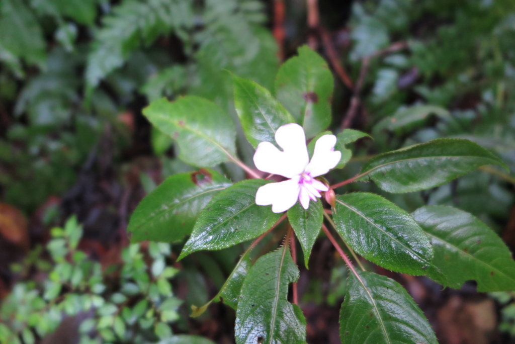 f:id:otonajoshi:20150512104852j:plain