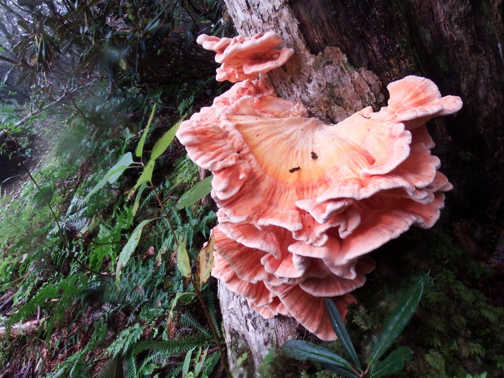 f:id:otonajoshi:20150916101041j:plain