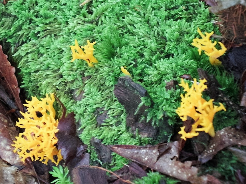 f:id:otonajoshi:20160626070907j:plain