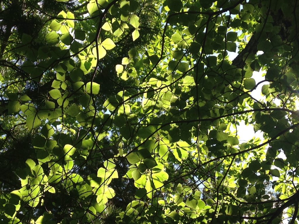 f:id:otonajoshi:20160708232027j:plain