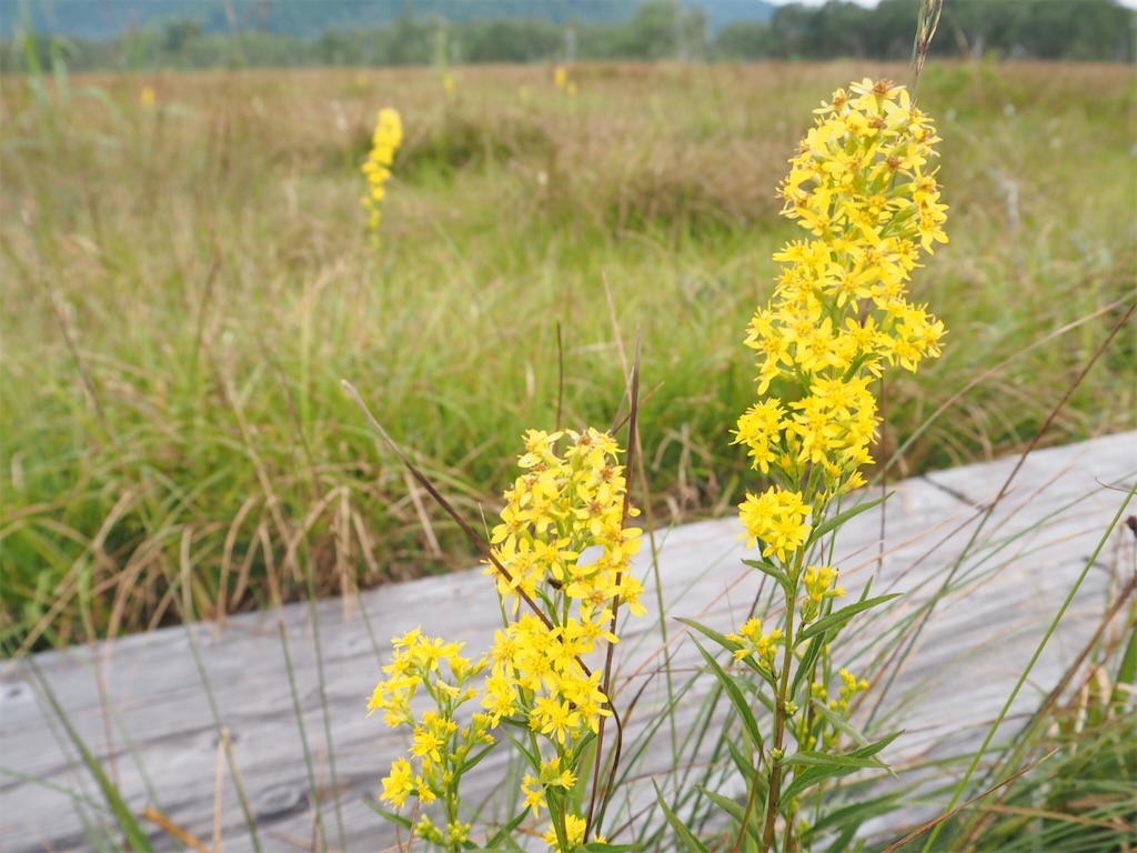 f:id:otonajoshi:20160828094225j:image f:id:otonajoshi:20160828094225j:image