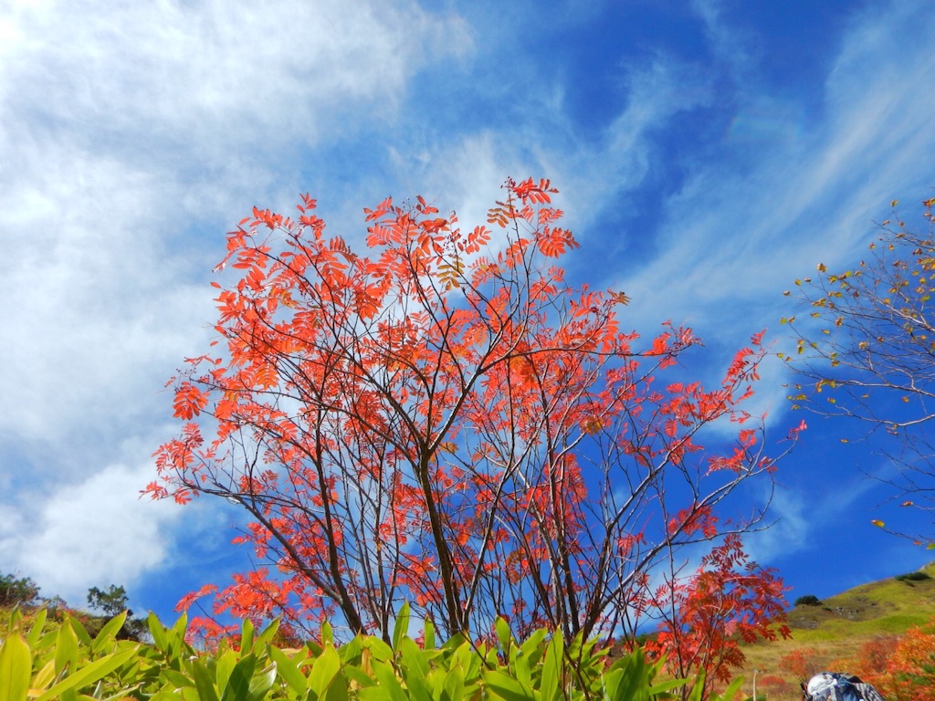 f:id:otonajoshi:20161009025357j:image f:id:otonajoshi:20161009025357j:image