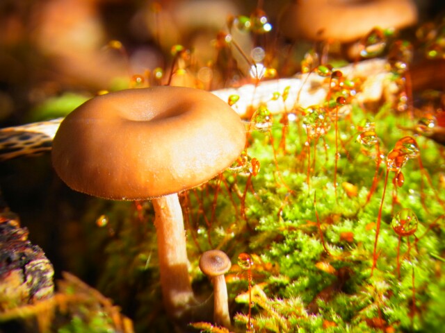 f:id:otonajoshi:20161010110053j:plain