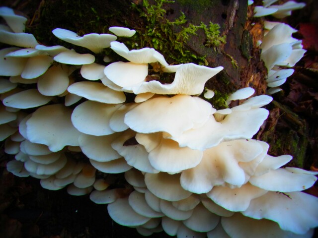 f:id:otonajoshi:20161010110102j:plain