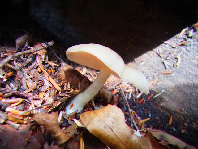 f:id:otonajoshi:20161010110120j:plain