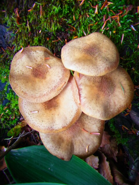 f:id:otonajoshi:20161010110134j:plain