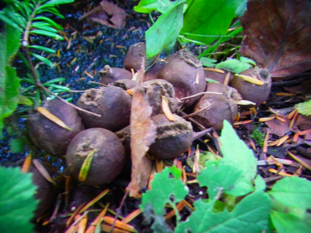 f:id:otonajoshi:20161010110152j:plain