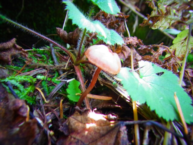 f:id:otonajoshi:20161010110207j:plain