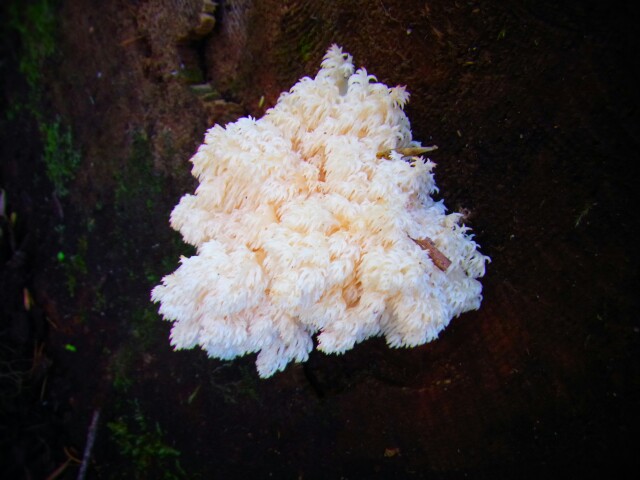 f:id:otonajoshi:20161010110233j:plain