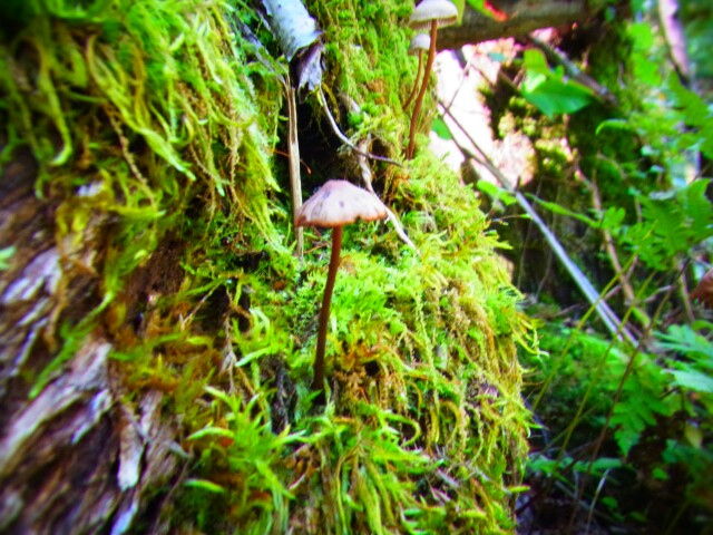 f:id:otonajoshi:20161010110251j:plain