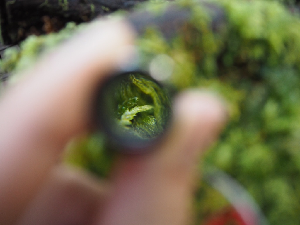 f:id:otonajoshi:20161115002528j:image