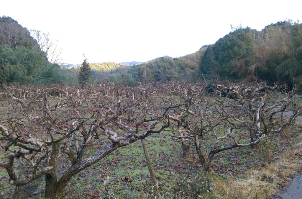 f:id:otonajoshi:20170119212933j:plain