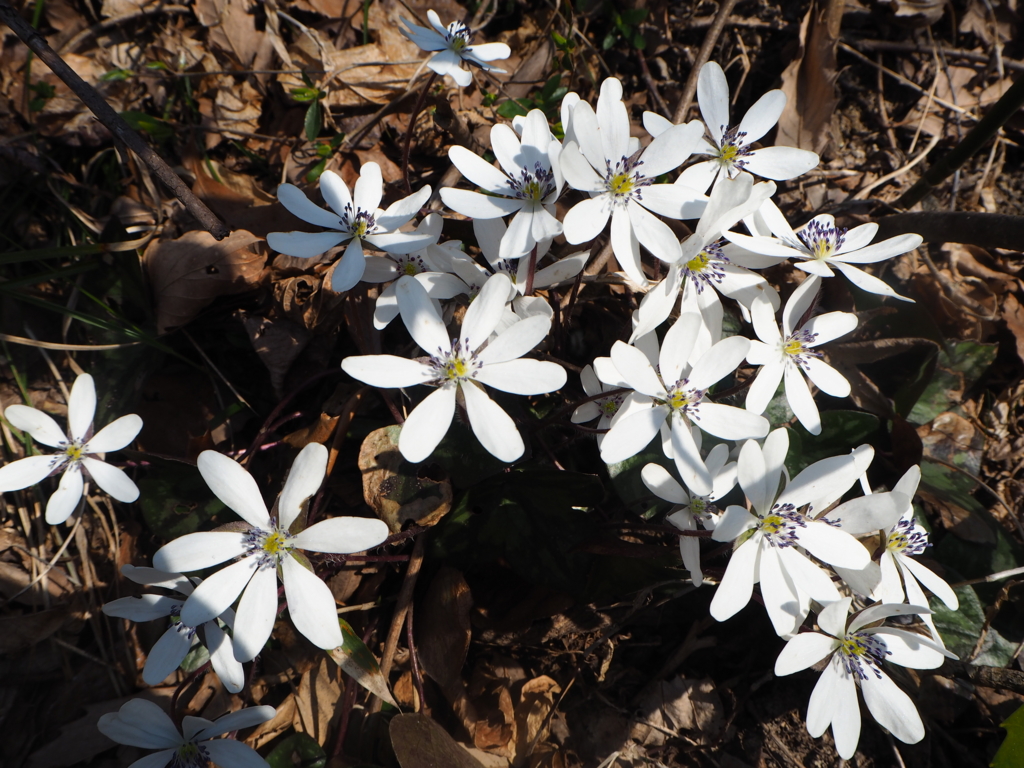 f:id:otonajoshi:20170406090552j:plain