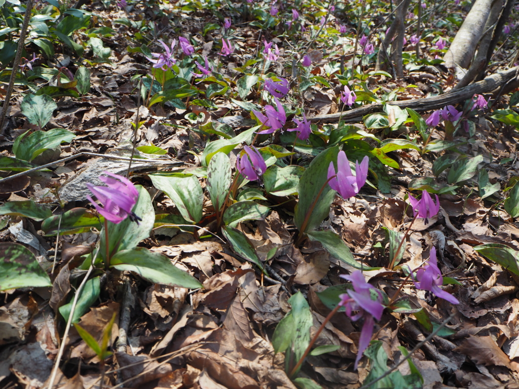 f:id:otonajoshi:20170406092259j:plain