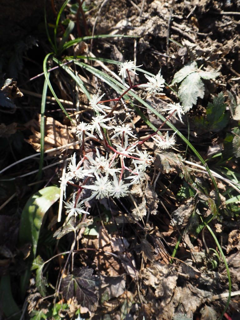 f:id:otonajoshi:20170406133657j:plain