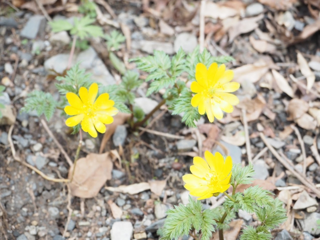 f:id:otonajoshi:20170406134840j:plain