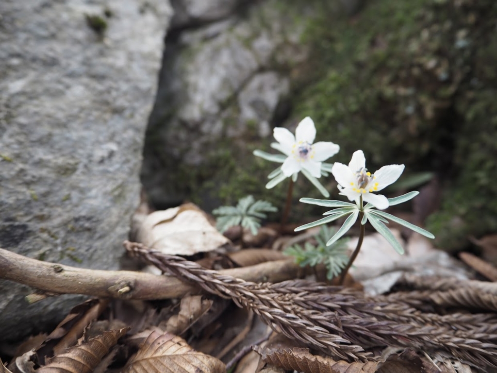 f:id:otonajoshi:20170406134924j:plain