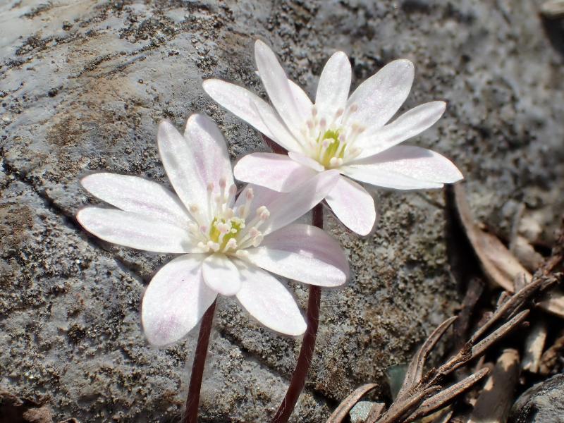 f:id:otonajoshi:20170406135054j:plain