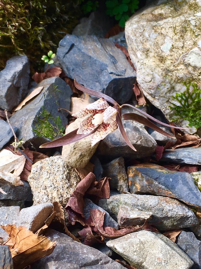 f:id:otonajoshi:20170406135139j:plain