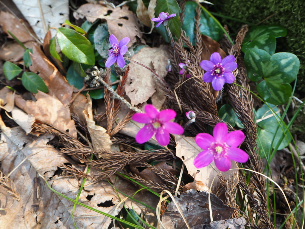 f:id:otonajoshi:20170406145546j:plain