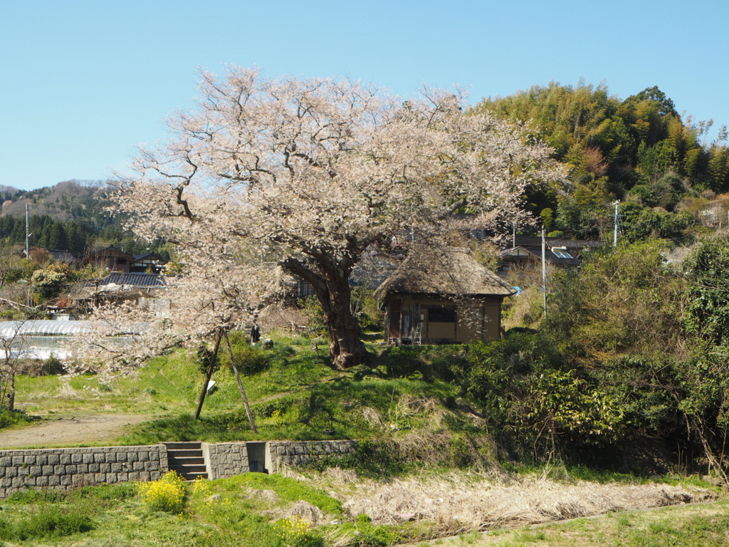 f:id:otonajoshi:20170425141807j:plain